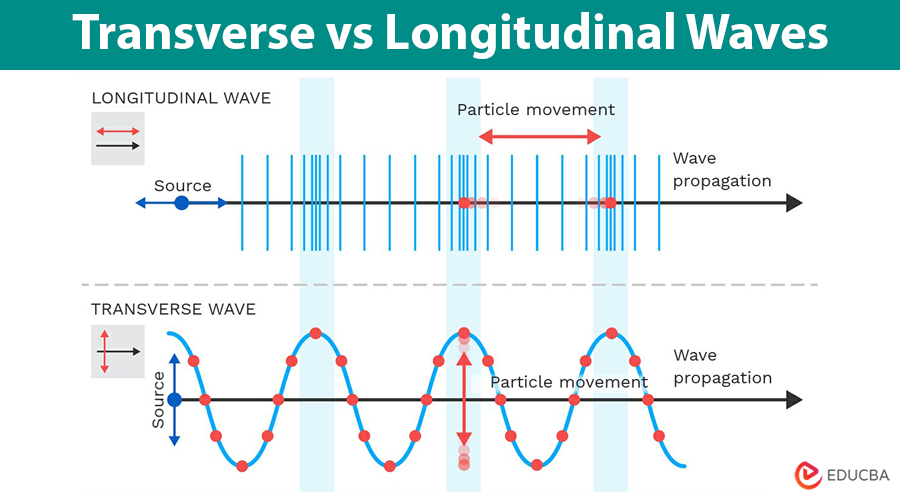 Transverse vs Longitudinal Waves