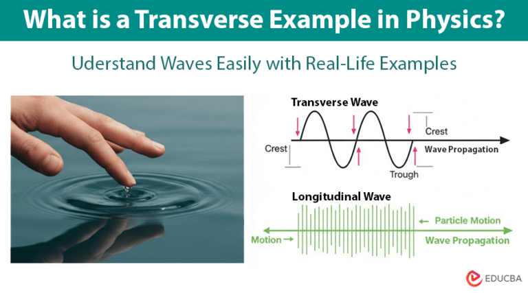 Transverse Example in Physics | Easy Guide for Students