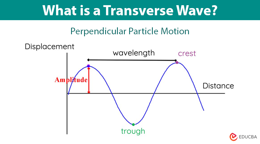 What is a Transverse Wave?