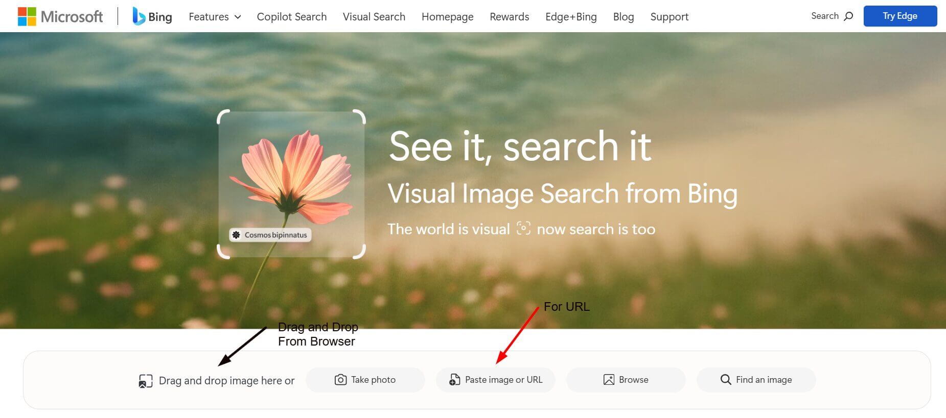 Bing Visual Search